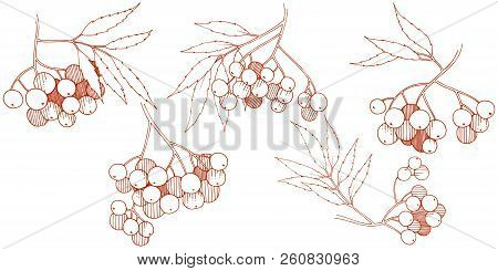 Vector Autumn Red Sorbus Plant. Berry Plant Botanical Garden Floral Foliage. Isolated Illustration E
