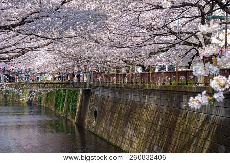 Meguro, Tokyo, Japan - March 25, 2018: Cherry Blossom Season In Tokyo At Meguro River, Japan.