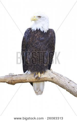 Bald eagle på grenen isoleret på hvidt