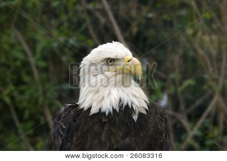 Bald eagle kigger på dig