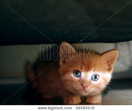 Kitty bandit fanget gemmer sig