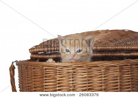 Orange kitty søger mad