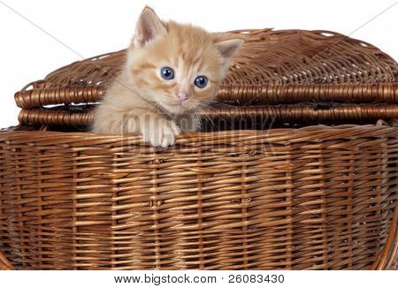 Kitty i kurven ser ud