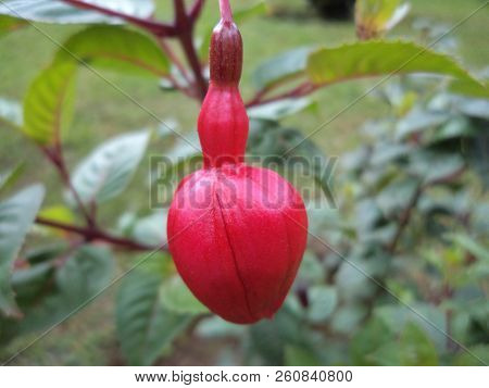 Gorgeous Red Flower Of Begonia Fuchsioides Plant