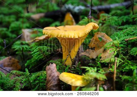 Cantharellus Cibarius - Edible Mushroom. Fungus In The Natural Environment.