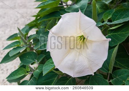 Devil's Trumpet, Datura Metel, In The Garden, Close Up.