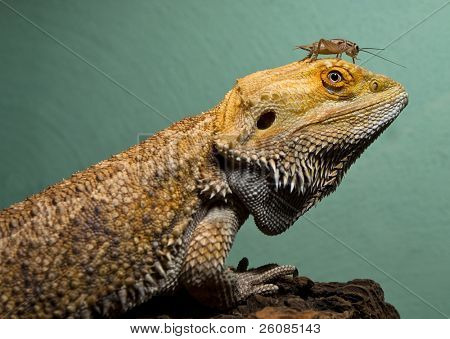 Cricket e drago barbuto