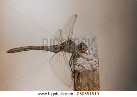 Dragonfly (odonata) Les Prey Among The Thuja