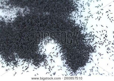 Large Grouping Of Snow Fleas (hypogastrura Nivicola) In The Snow