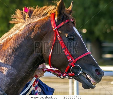 Portrait Of The Red Arab Stallion Sarbon,russia.