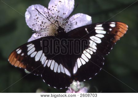 Lorquins Admiral sommerfugl