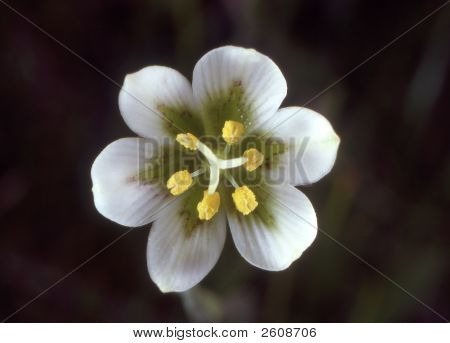 White_Fritillary_1