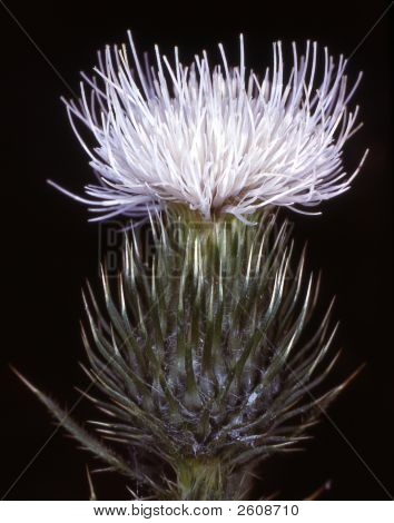Thistle_Blossom_2