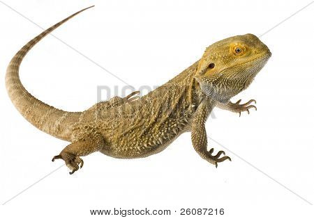 bearded dragon isolated on white background