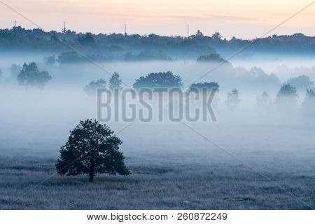 On A Misty Morning In The Kalmhoutse Heather Park Near Antwerp