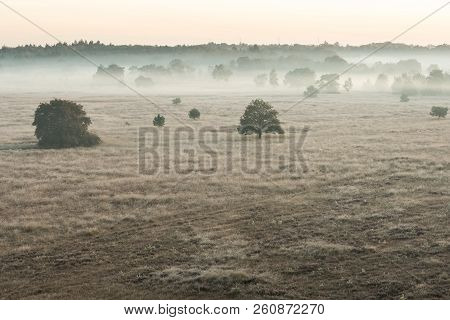 On A Misty Morning In The Kalmhoutse Heather Park Near Antwerp