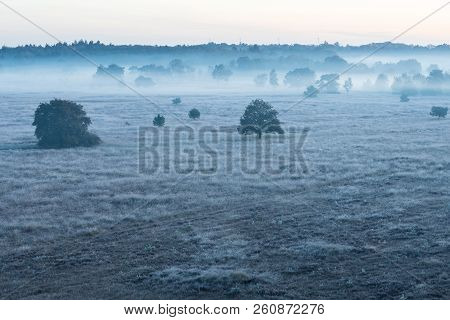 On A Misty Morning In The Kalmhoutse Heather Park Near Antwerp
