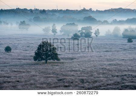 On A Misty Morning In The Kalmhoutse Heather Park Near Antwerp