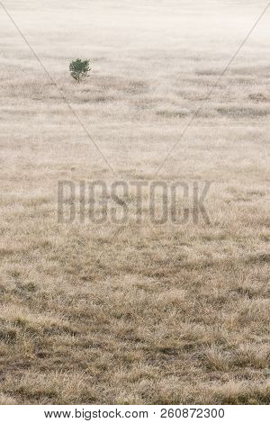 On A Misty Morning In The Kalmhoutse Heather Park Near Antwerp