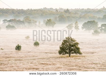 On A Misty Morning In The Kalmhoutse Heather Park Near Antwerp