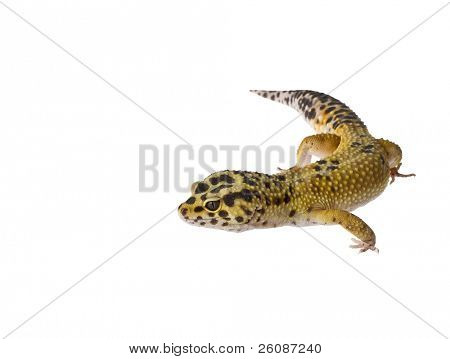 Gecko léopard isolé sur fond blanc