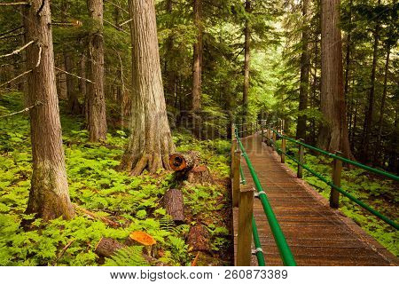 Wooden Boardwalk In Mt Revelstoke National Park, British Columbia, Canada