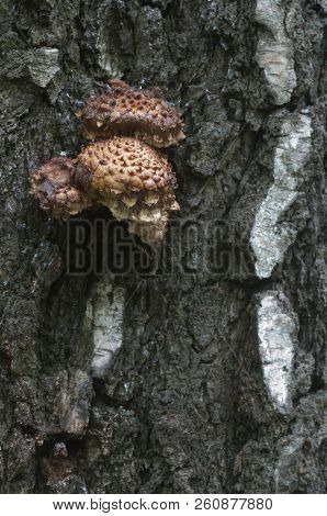 Pholiota Squarrosa Mushroom On A Birch Tree