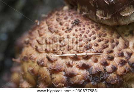 Pholiota Squarrosa Mushroom On A Birch Tree