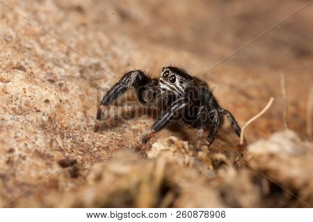 Evarcha Arcuata Jumping Spider Macro Shot In Nature