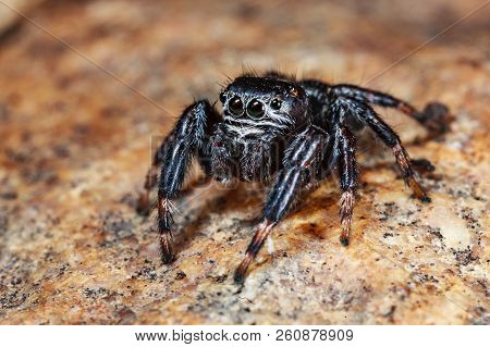 Evarcha Arcuata Jumping Spider Macro Shot In Nature