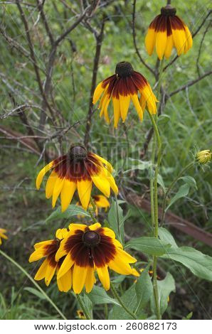 Rudbeckia Flowers In An Autumn Garden, Llose Up Shot