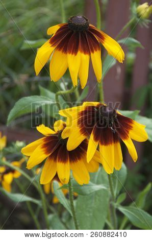 Rudbeckia Flowers In An Autumn Garden, Llose Up Shot