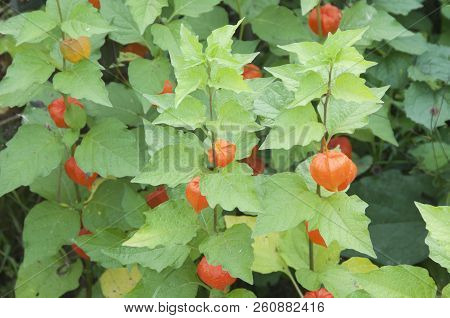 Physalis Alkekengi Fruiting In An Autumn Garden, Close Up