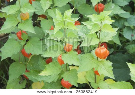 Physalis Alkekengi Fruiting In An Autumn Garden, Close Up