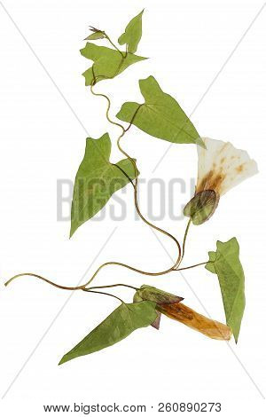 Pressed And Dried Flowers And Leaves Calystegia Sepium, Isolated On White Background. For Use In Scr
