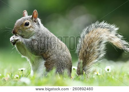 Grey Squirrel Eating Nut In The Park ( Sciurus Carolinensis )
