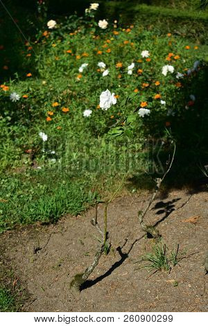 White Rose In Stolen Rosebush.
Orange Flowers.
Urban Park.
