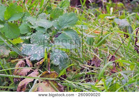 Drops Of Rain On The Grass