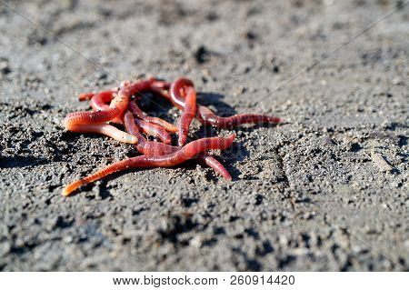 A Tangle Of Worms Of Red Color Striped On Gray Earth, Illumination Of A Sunny Day Of Worms For Fishi