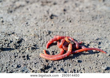 Worms For Fishing Red With Rings, Gray Earth On A Summer Day