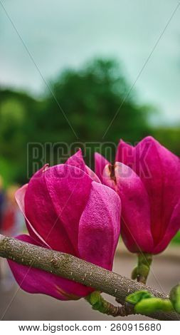 Beautiful Pink Flowers Magnolia In A Spring Park