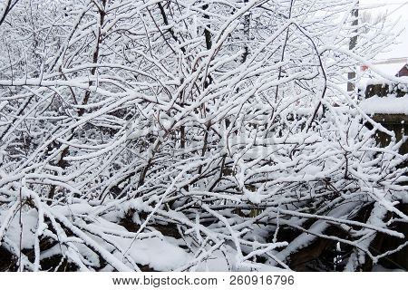Snowy Winter. Snow On The Branches