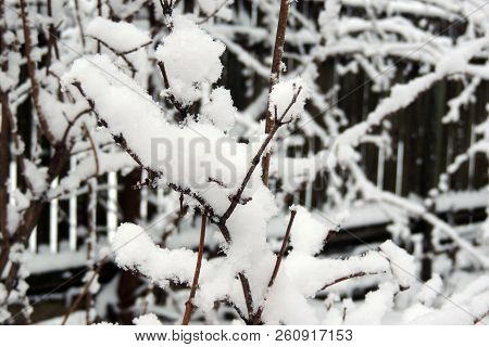 Snowy Winter. Snow On The Branches