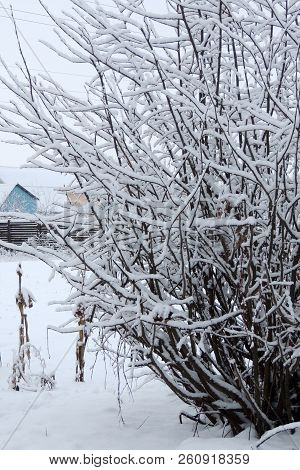 Snowy Winter. Snow On The Branches