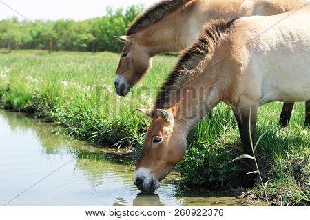 The Horses Of Przewalski. The Horses At The River Drink Water. Horses On The Green Grass Near The Wa
