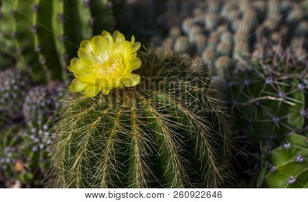 Close-up Of A Cactus Flower 