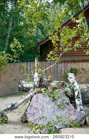 Four Individuals Of Meerkats In Nature, Fresh Air In The Zoo In The Summer, One Stands On The Tree S