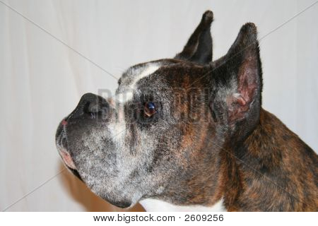 Pejsek Boxer pes