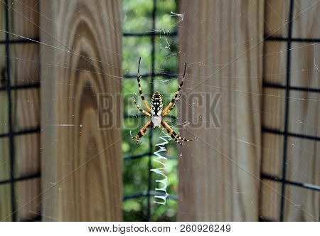 Horizontal Yellow Ad Black Spider In Front Of Living Fence