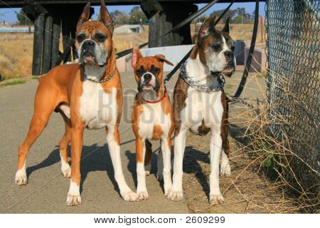 Tři psi Boxer